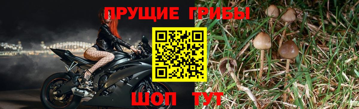 Галлюциногенные грибы Psilocybine cubensis Нефтеюганск